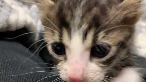 かわいい 猫 28秒 保護 子猫 2匹 ペットボトル 成長記録