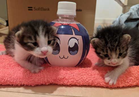 かわいい 猫 28秒 保護 子猫 2匹 ペットボトル 成長記録