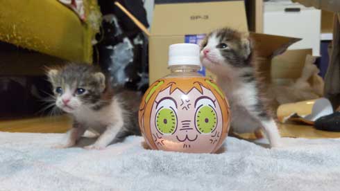 【♥︎】階段を上る2匹の子猫、かわいさいっぱい とにかくかわいいので28秒だけください」 天使すぎる子猫ちゃん2