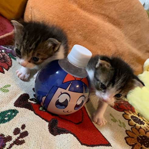 とにかくかわいいので28秒だけください」 天使すぎる子猫ちゃん2