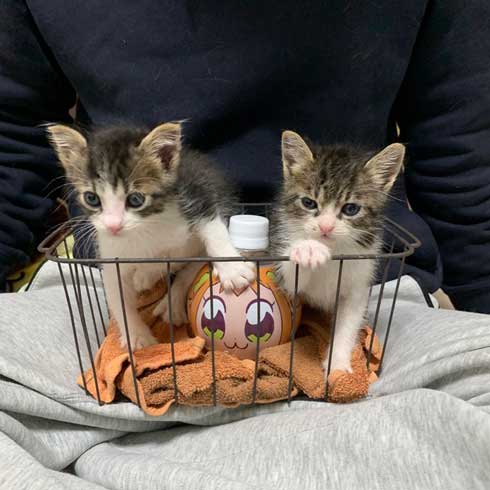 とにかくかわいいので28秒だけください」 天使すぎる子猫ちゃん2