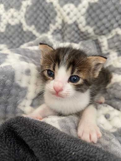 【♥︎】階段を上る2匹の子猫、かわいさいっぱい とにかくかわいいので28秒だけください」 天使すぎる子猫ちゃん2
