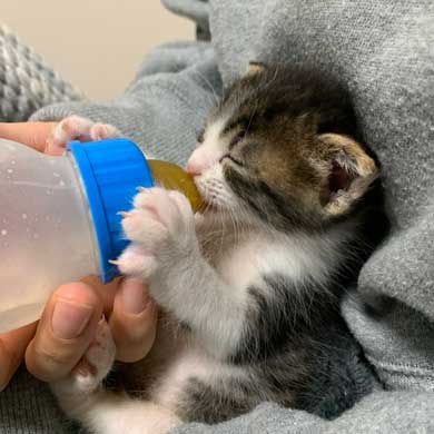 かわいい 猫 28秒 保護 子猫 2匹 ペットボトル 成長記録