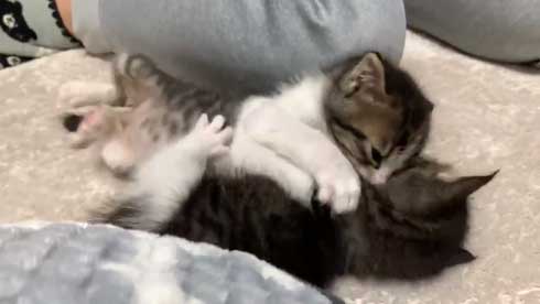 かわいい 猫 28秒 保護 子猫 2匹 ペットボトル 成長記録