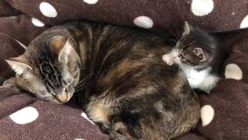 かわいい 猫 28秒 保護 子猫 2匹 ペットボトル 成長記録