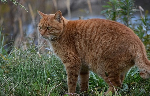 ペット手帳　取説