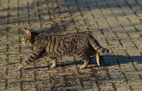 ペット手帳　取説