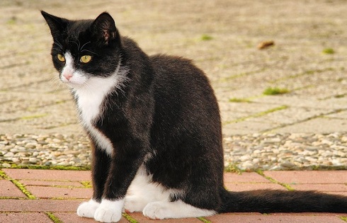 ペット手帳　取説