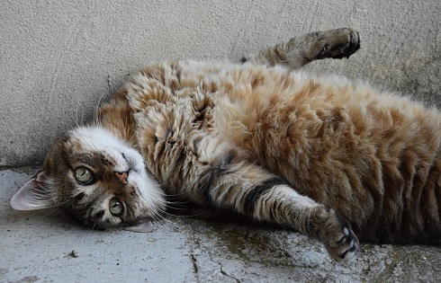 ペット手帳　取説