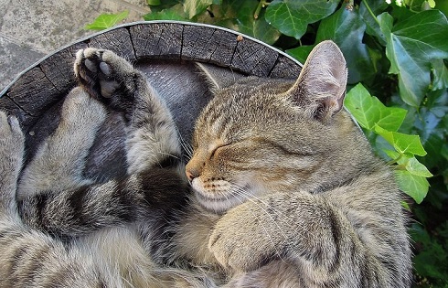 ペット手帳　取説