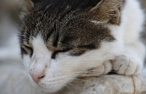 ペット手帳　取説