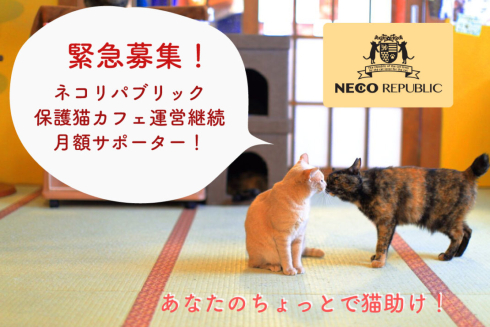 ネコリパ緊急事態