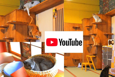 ネコリパ緊急事態