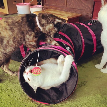 ネコリパ緊急事態