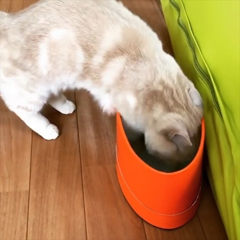 自動巻取り猫ちゃん