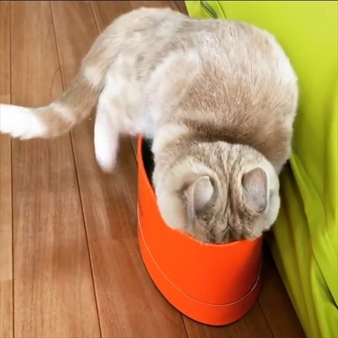 自動巻取り猫ちゃん