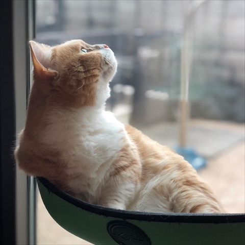 自動巻取り猫ちゃん