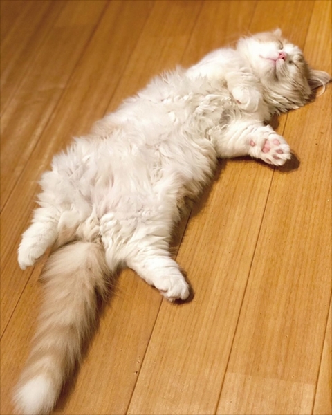 自動巻取り猫ちゃん