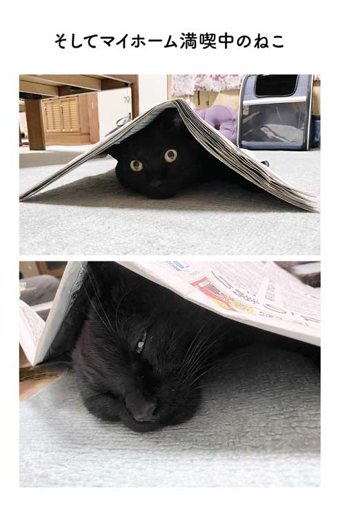 黒猫ろん 漫画 飼い主 体調 弱った心にしみる 黒猫ろんと暮らしたら