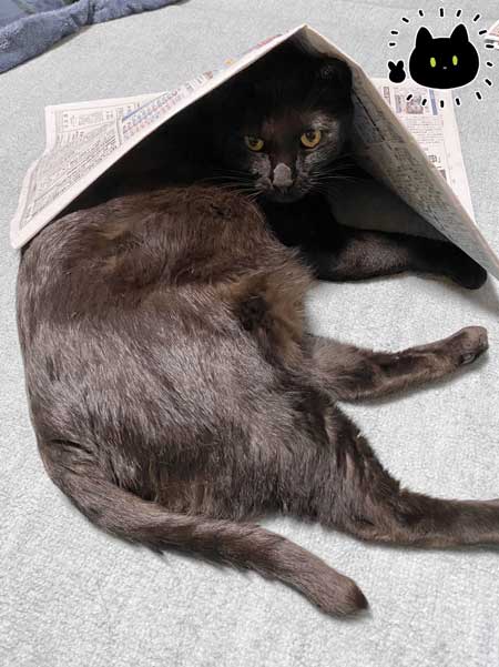 黒猫ろん 漫画 飼い主 体調 弱った心にしみる 黒猫ろんと暮らしたら