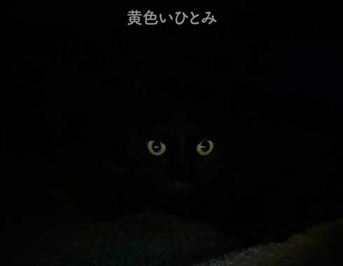 黒猫ろん 漫画 飼い主 体調 弱った心にしみる 黒猫ろんと暮らしたら