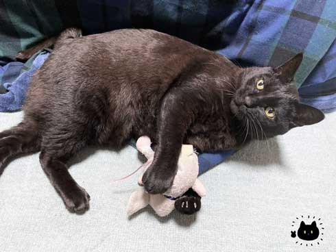 黒猫ろん 漫画 飼い主 体調 弱った心にしみる 黒猫ろんと暮らしたら