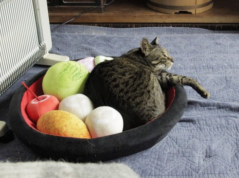 あんみつにゃんこクッション