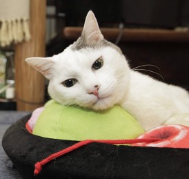 あんみつにゃんこクッション