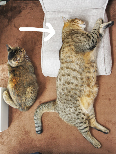 これがこうやで2枚目