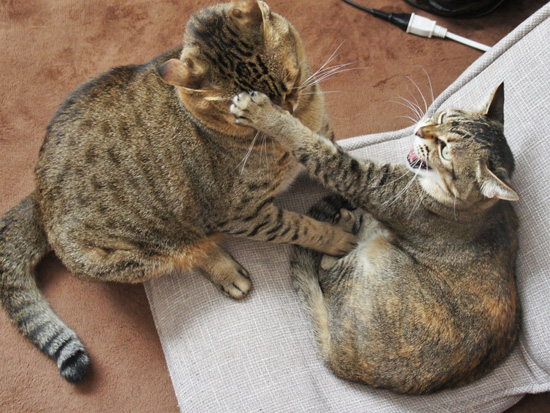 アビーさんに怒られるつみれさん