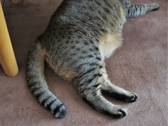 つみれさんのむっちり足