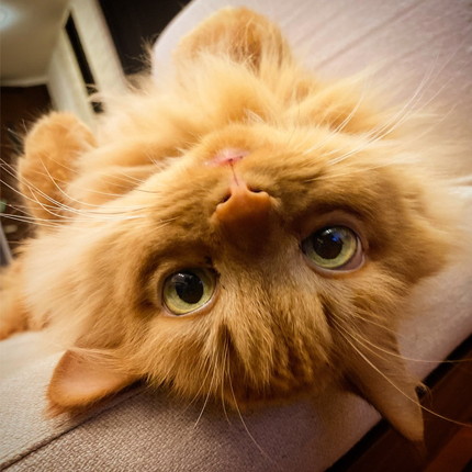 ネコちゃんたち