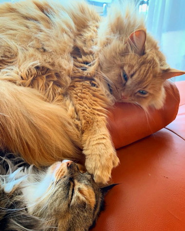 ネコちゃんたち