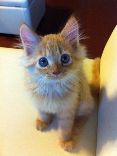 ネコちゃんたち