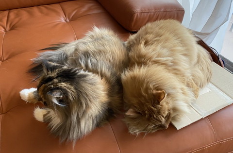 ネコちゃんたち