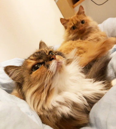 ネコちゃんたち