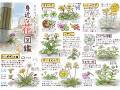 「アスファルトに（も）咲く身近な花」を紹介したイラストがすてき　必要最低限の外出時のお供に