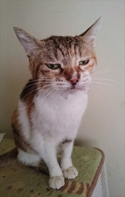 お薬を飲んだミケさん