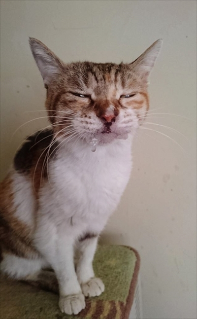 お薬を飲んだミケさん