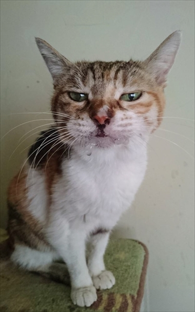 お薬を飲んだミケさん