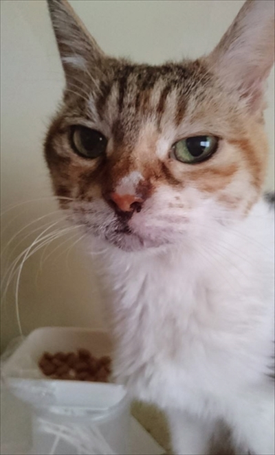 お薬を飲んだミケさん