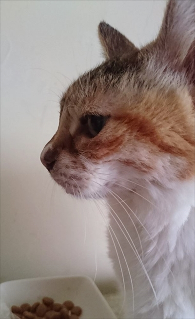 お薬を飲んだミケさん