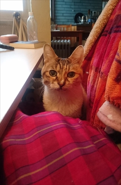 お薬を飲んだミケさん