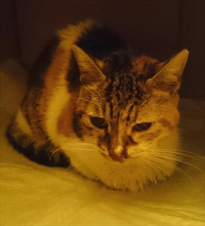 お薬を飲んだミケさん