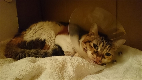 お薬を飲んだミケさん