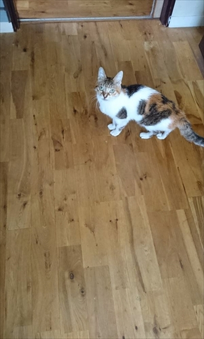 お薬を飲んだミケさん