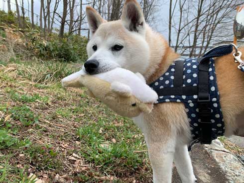 犬 パンじゃなきゃダメ クッション 散歩 小次郎 保護犬 LuckyStar