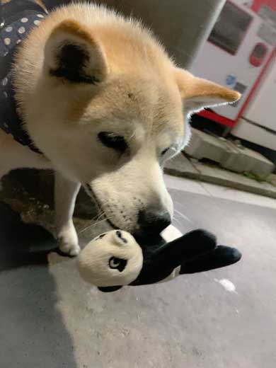 犬 パンじゃなきゃダメ クッション 散歩 小次郎 保護犬 LuckyStar