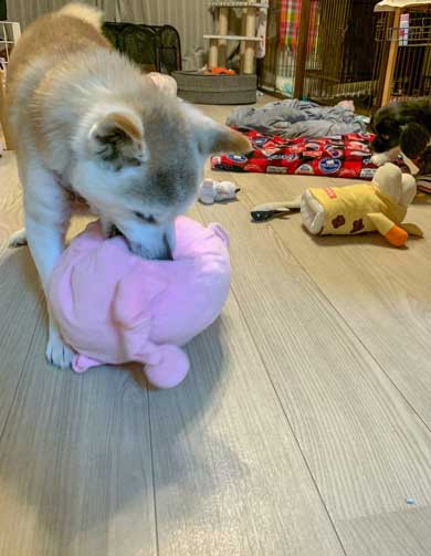 犬 パンじゃなきゃダメ クッション 散歩 小次郎 保護犬 LuckyStar