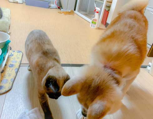犬 パンじゃなきゃダメ クッション 散歩 小次郎 保護犬 LuckyStar